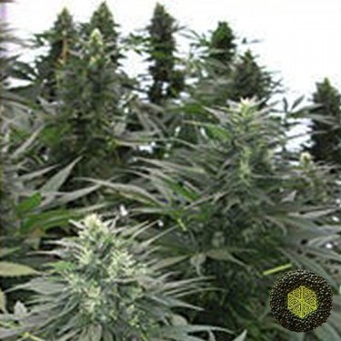 Safari Mix Marijuana Plant