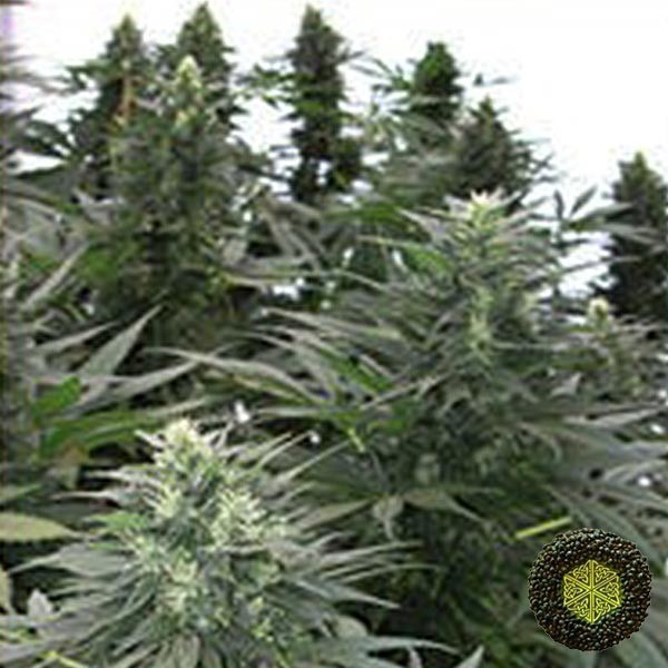 View Safari Mix Marijuana Plant