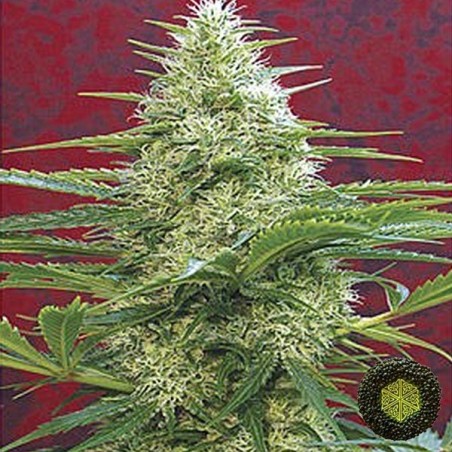 Satori Marijuana Plant