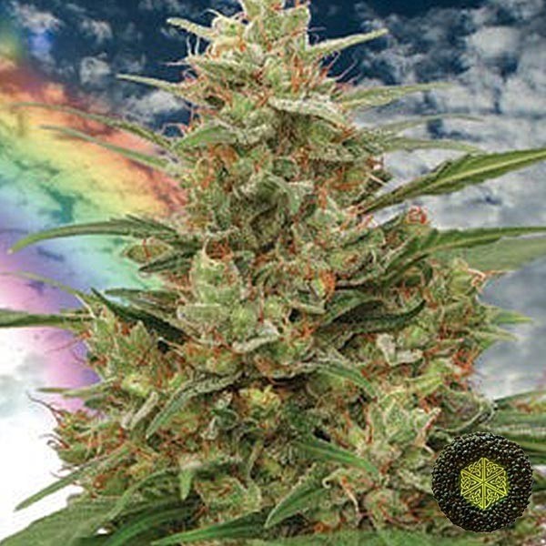 View Mandala 1 Marijuana Plant