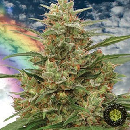 Mandala 1 Marijuana Plant