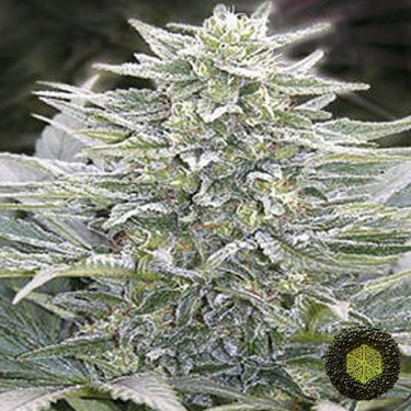 Hashberry Marijuana Plant