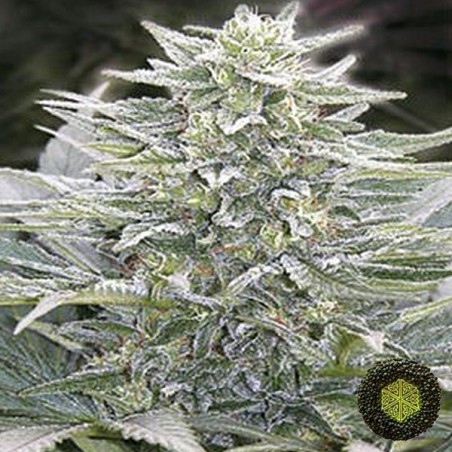 Hashberry Marijuana Plant