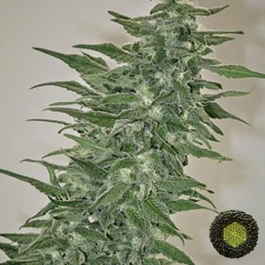 Rishi Kush Marijuana Plant