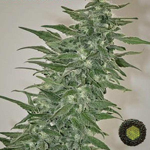 View Rishi Kush Marijuana Plant