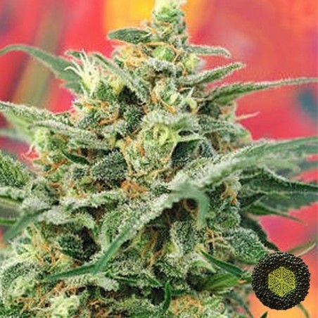 8 Miles High Marijuana Plant