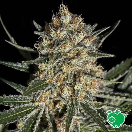 Face Off OG Bilbo Marijuana Plant