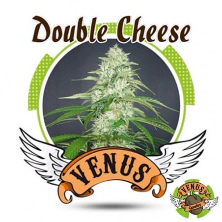 Double Cheese cannabis plant