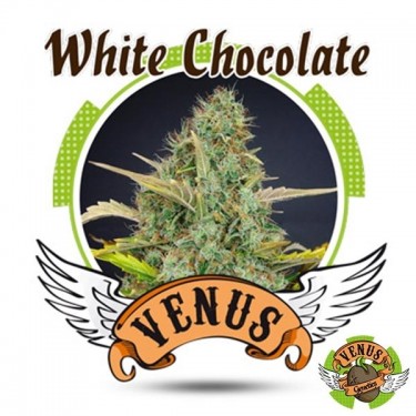 White Chocolate cannabis plant