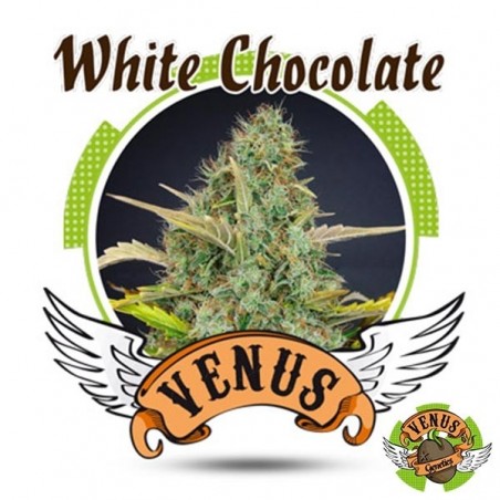 White Chocolate cannabis plant