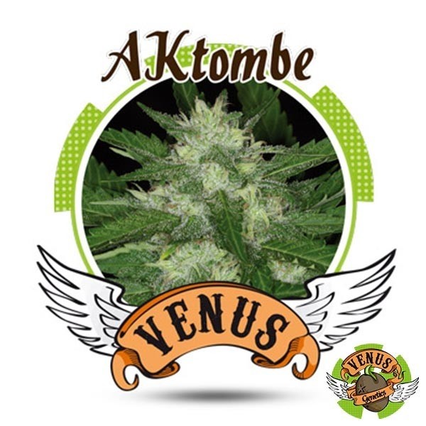 View AKtombe Auto marijuana plant