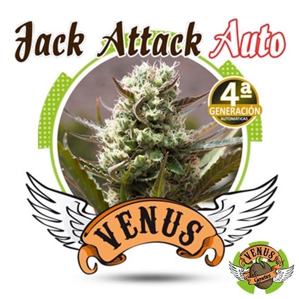 View Jack Attack Auto Cannabis Plant