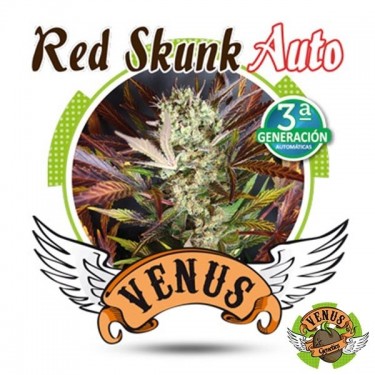 View Red Skunk Auto marijuana plant
