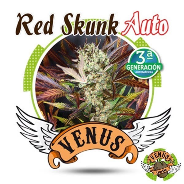 View Red Skunk Auto marijuana plant