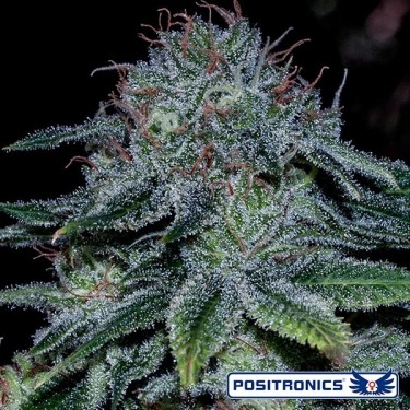 Mystic Cookie Marijuana Plant
