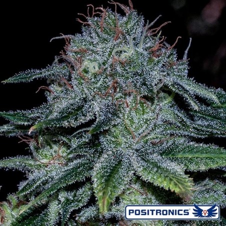 Mystic Cookie Marijuana Plant