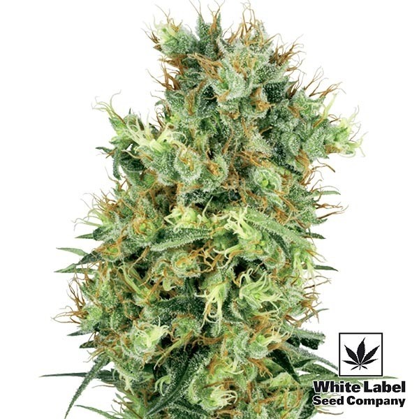View Cali Orange Bud Regular marijuana plant