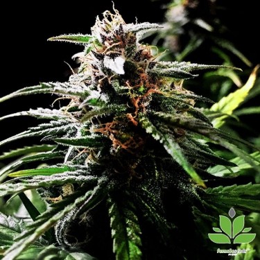 Auto Speed Bud Marijuana Plant