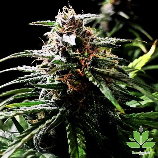 View Auto Speed Bud Marijuana Plant