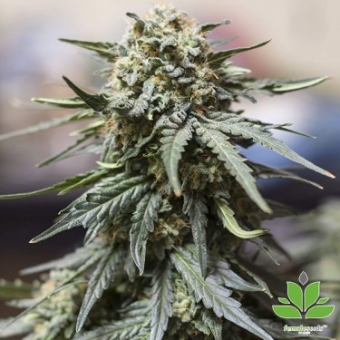 Auto White Widow x Big Bud Marijuana Plant