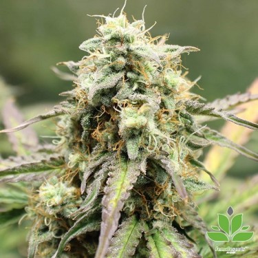 Auto NL Marijuana Plant