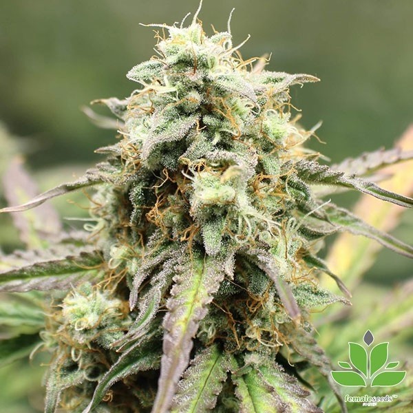 View Auto NL Marijuana Plant