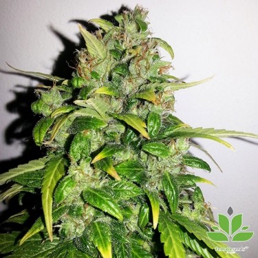 Auto AK Marijuana Plant