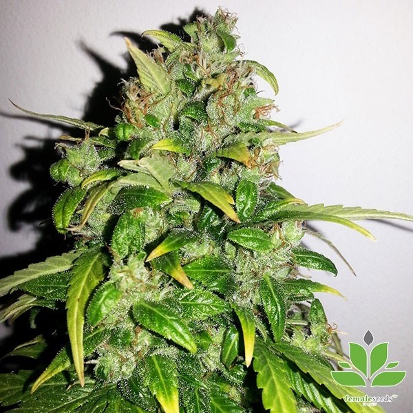 View Auto AK Marijuana Plant