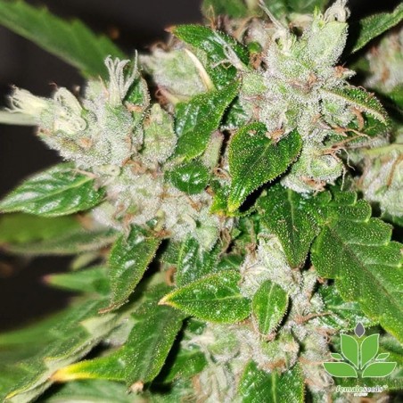 Auto Bubble Marijuana Plant