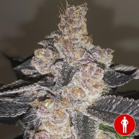 Gelato 242 Marijuana Plant