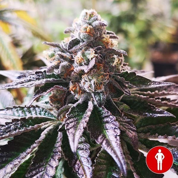 View Cookies Purple Punch