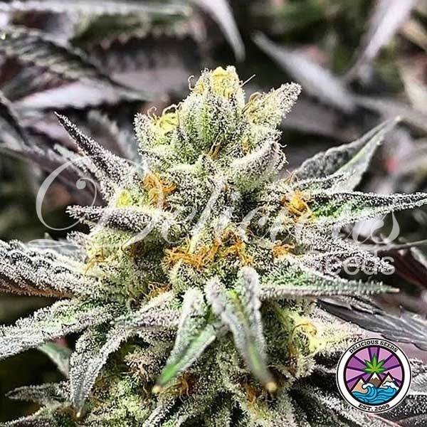 View Delicious Cookies Marijuana Plant