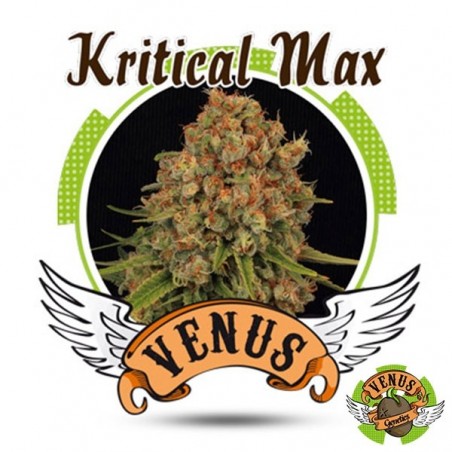 Kritical Max cannabis plant