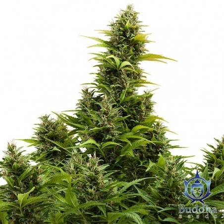 Medikit Auto CBD