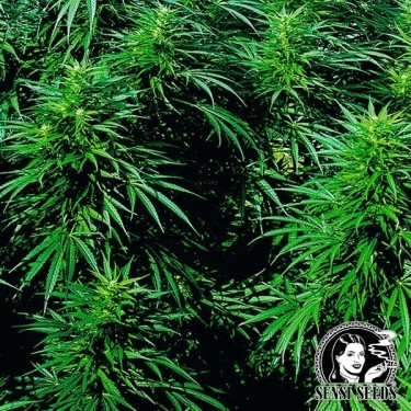 Ruderalis Skunk Regular