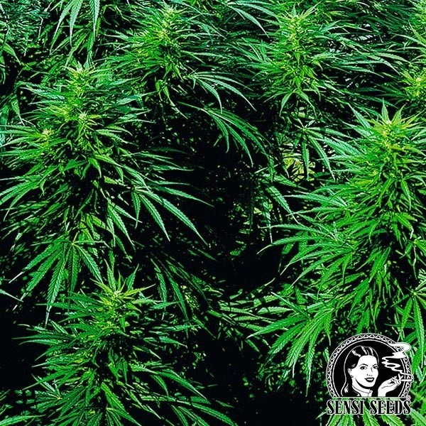 View Ruderalis Skunk Regular cannabis plant