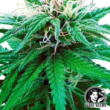 Rudelaris Indica Regular