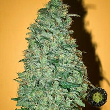 California Dream Marijuana Plant
