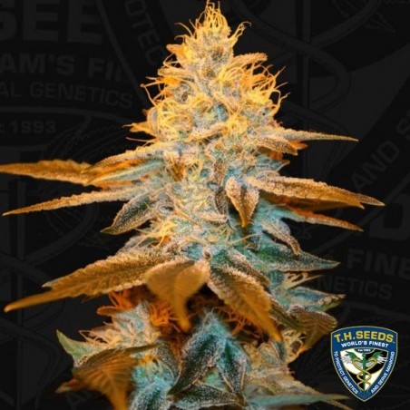 Strawberry Glue Cannabis Plant