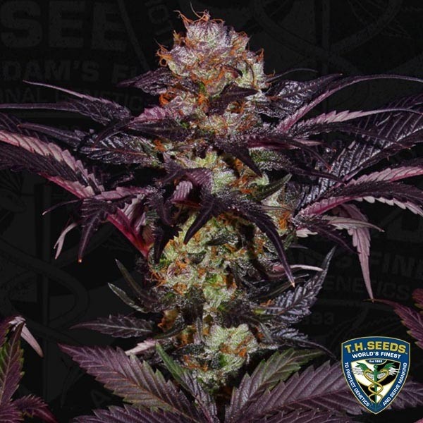 View French Macaron Cannabis Plant
