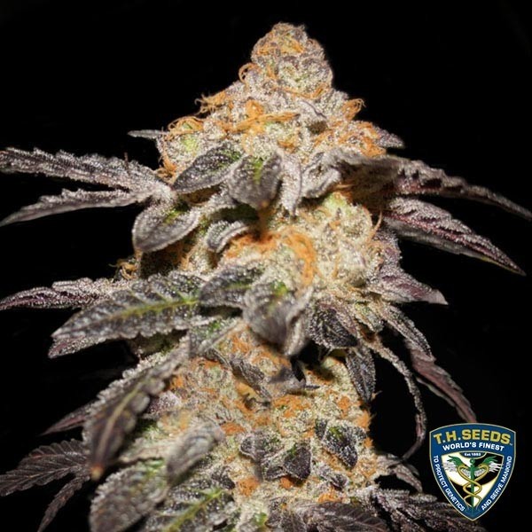 View French Cookies Cannabis Plant
