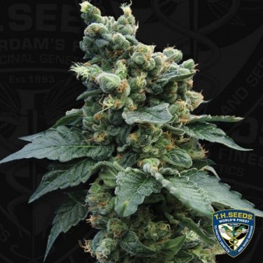 Sage'n Sour Cannabis Plant