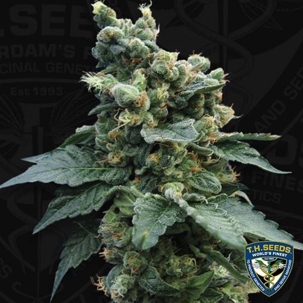 View Sage'n Sour Cannabis Plant