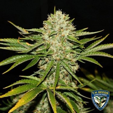 Wreckage Cannabis Plant