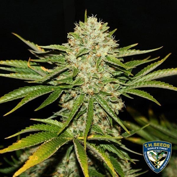 View Wreckage Cannabis Plant