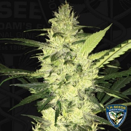 La S.A.G.E. Cannabis Plant