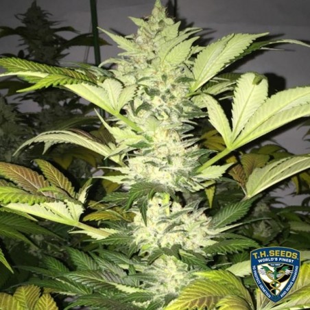 Roof 95 Cannabis Plant
