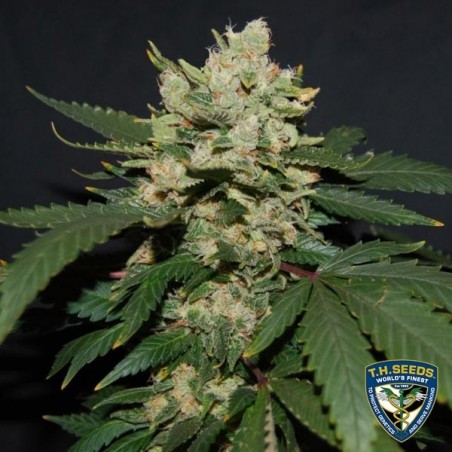 M.O.B. Cannabis Plant
