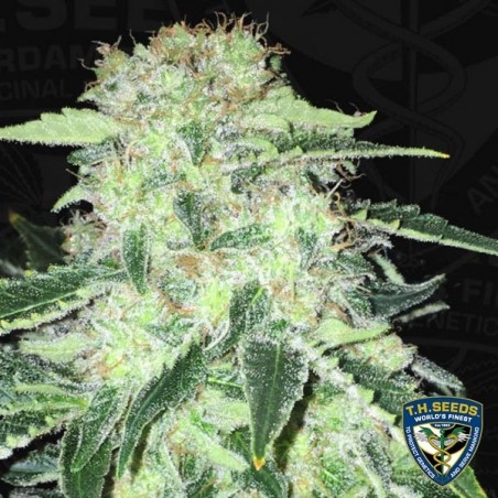 La S.A.G.E. CBD Cannabis Plant