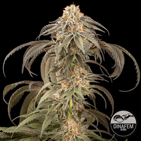 Purple Afghan Kush marijuana plant